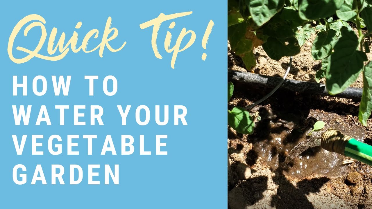 How to Water Your Garden | Quick Beginner Gardening Tips