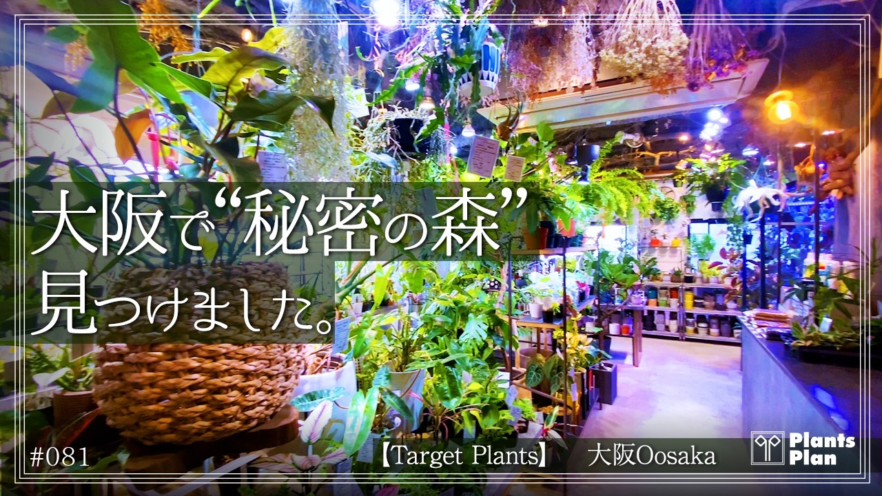 【植物店巡り】都会に生きる植物たち｜大阪のビルに眠る“隠れ家のプランツショップ”