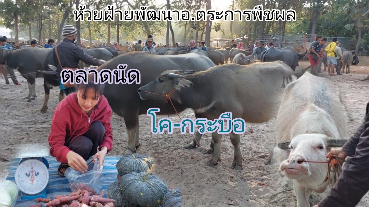 ควายถูก!!#ราคาควายวันนี้ 4/2/66#ตลาดนัดโคกระบือ ห้วยฝ้ายพัฒนา อ.ตระการพืชผล จ.อุบล