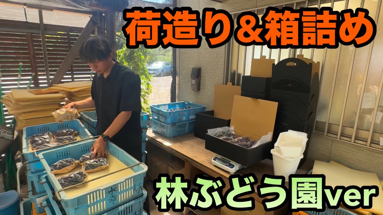 ぶどうの荷造り箱詰め作業〜林ぶどう園ver〜2025-08-23