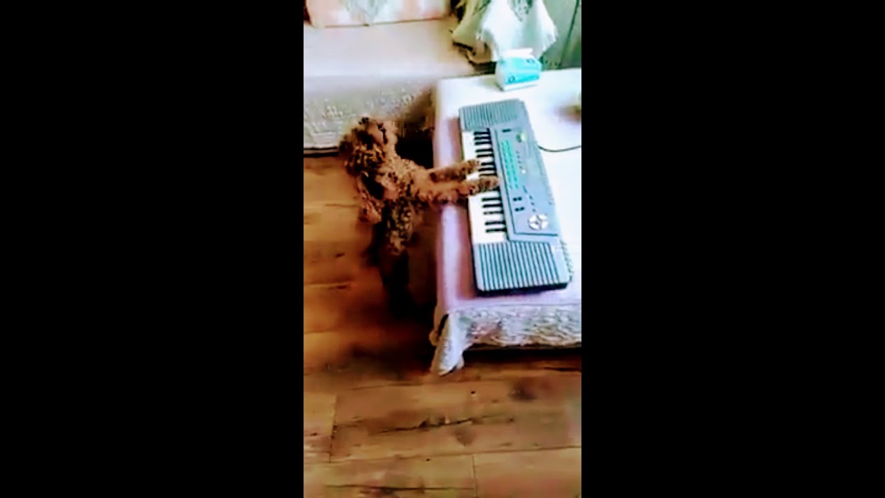 Perrita tocando y cantando en el piano #mascotas