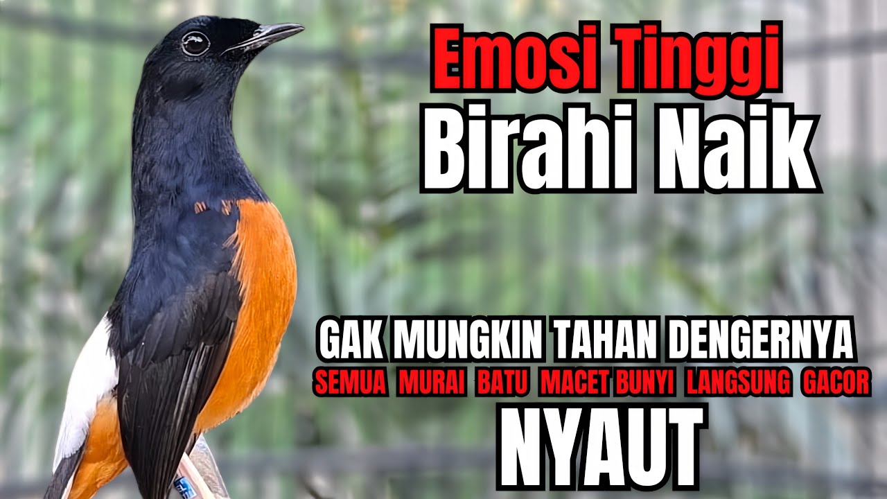 PANCINGAN murai Batu FIGHTER NEMBAK ISIAN GANAS !! Semua murai mental drop dengar ini AUTO NYAUT