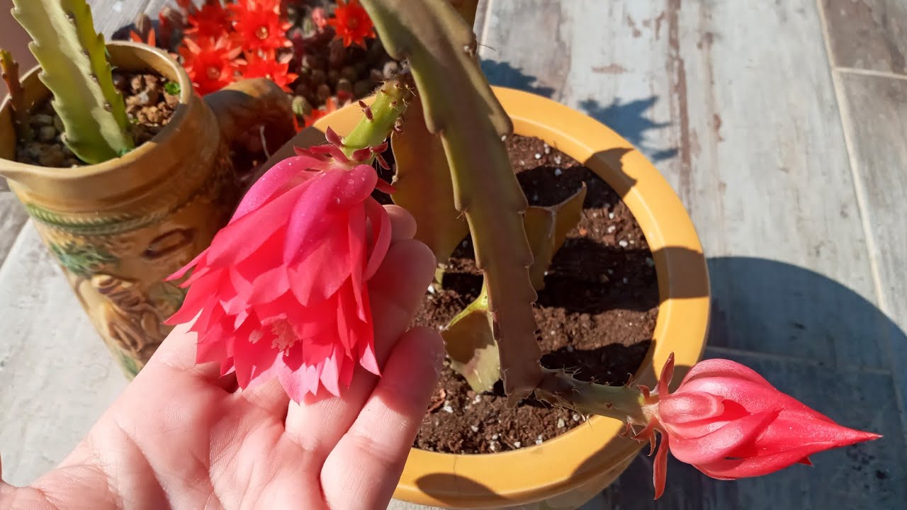 ATLAS ÇİÇEĞİ BAKIMI, ÜRETİMİ ( epiphyllum ackermannii )