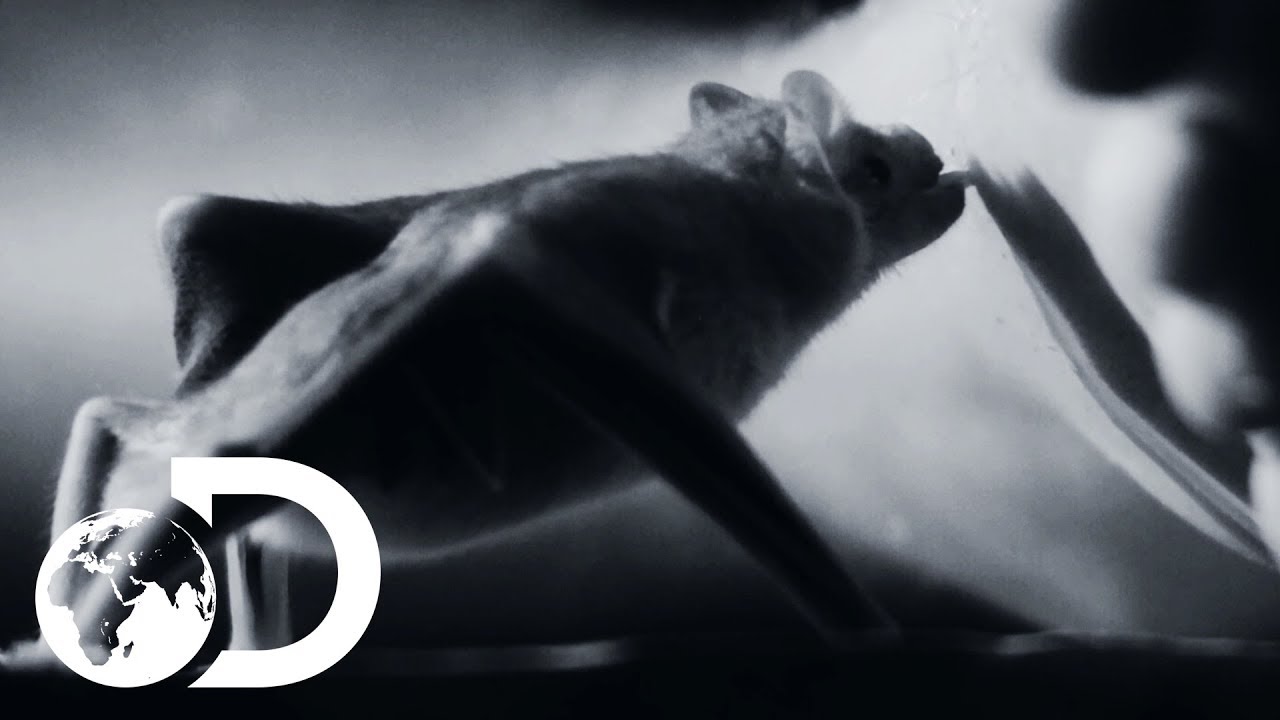 Do The Vampire Bats of Devil's Island Drink Human Blood? | Deadly Islands