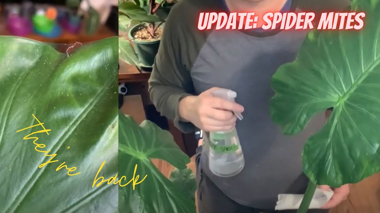 Pests | Spider Mites | How I clean my Alocasia with Spider Mites - Five week update