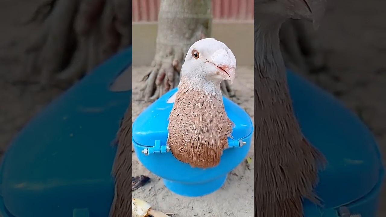kalapatai treatment #birds #pigeon #kalapati #shorts