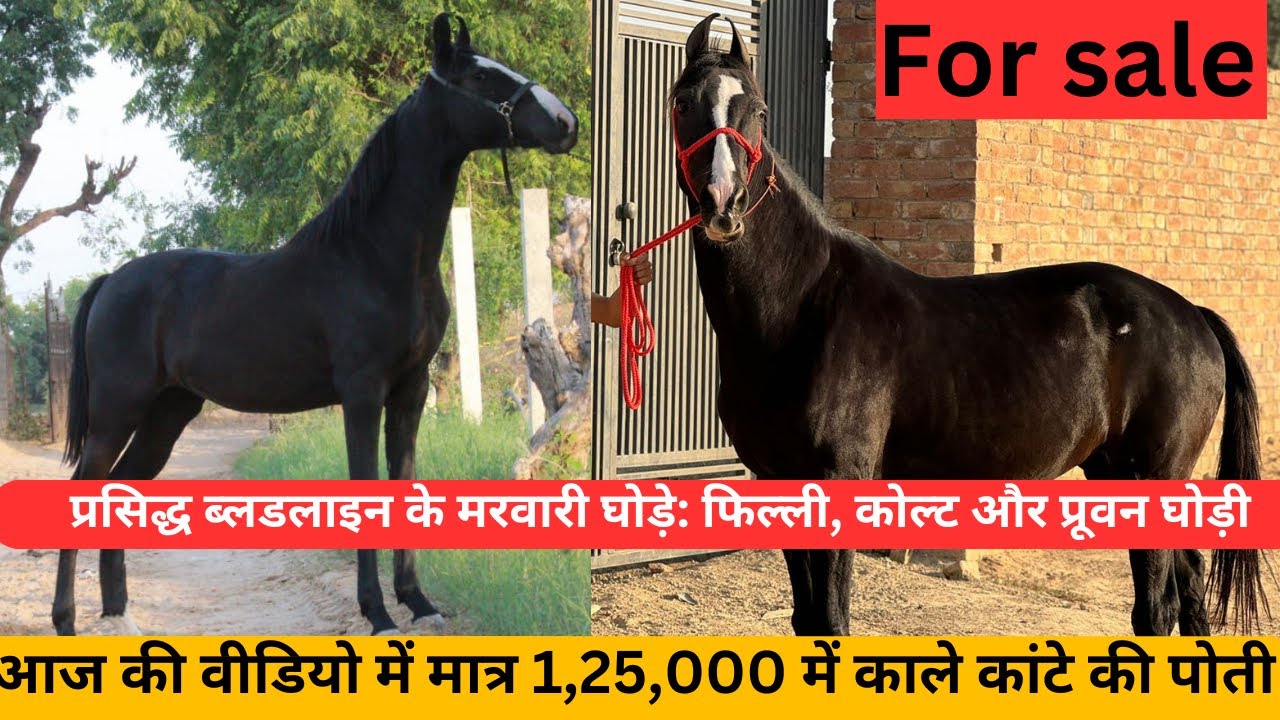 Elite Marwari Horses for Sale: Fillies, Colt & Proven Mare with Top Bloodlines