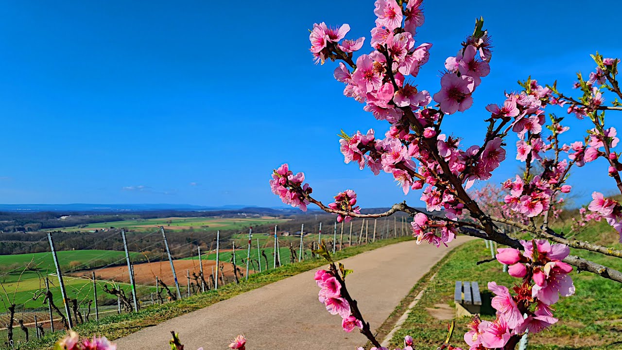 🍇 Hiking Häfnerhaslach | Vineyards & Forest Trails in Stromberg