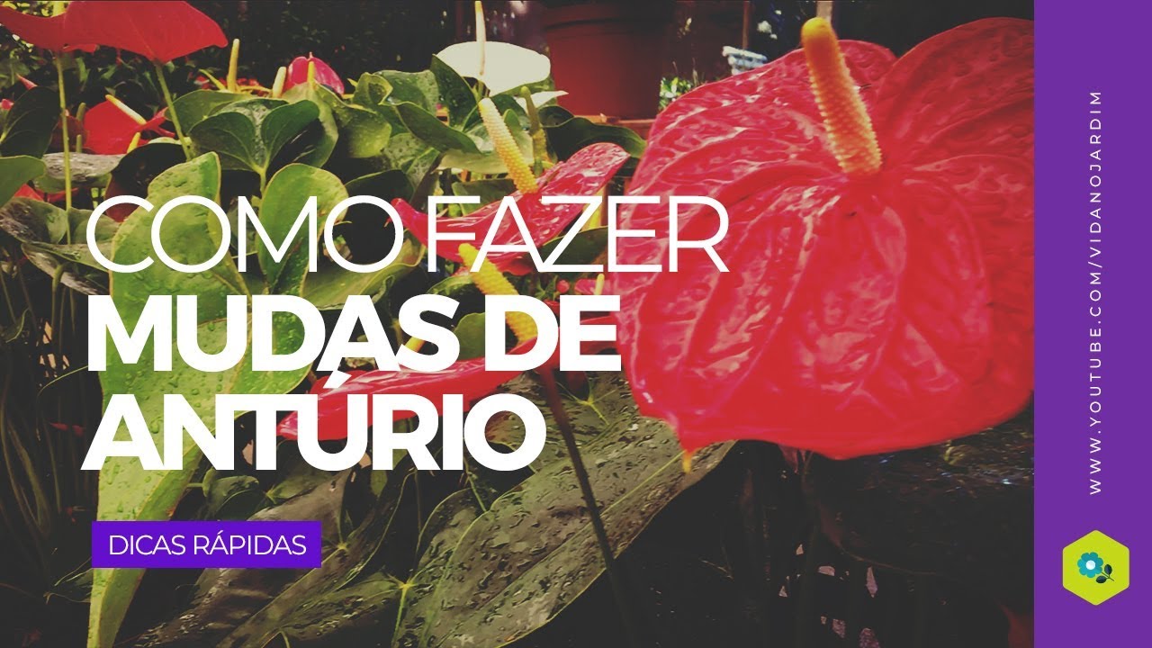 Como fazer mudas de antúrio