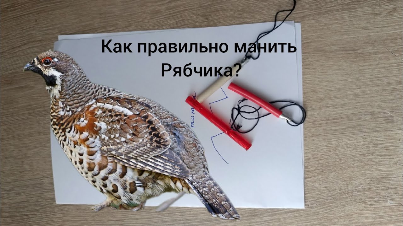 Как правильно манить рябчика! Учимся за 5 минут!