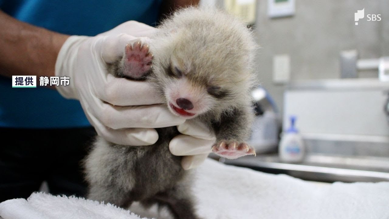 レッサーパンダの赤ちゃん、2年ぶりに誕生 一般公開は2025年秋頃の予定＝静岡市・日本平動物園