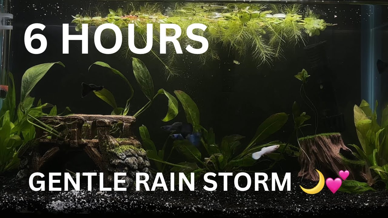 6 Hours of Gentle Rain Storm & Aquarium Ambience 🌙💕 | Relaxing Fish Tank Sounds | No Ads