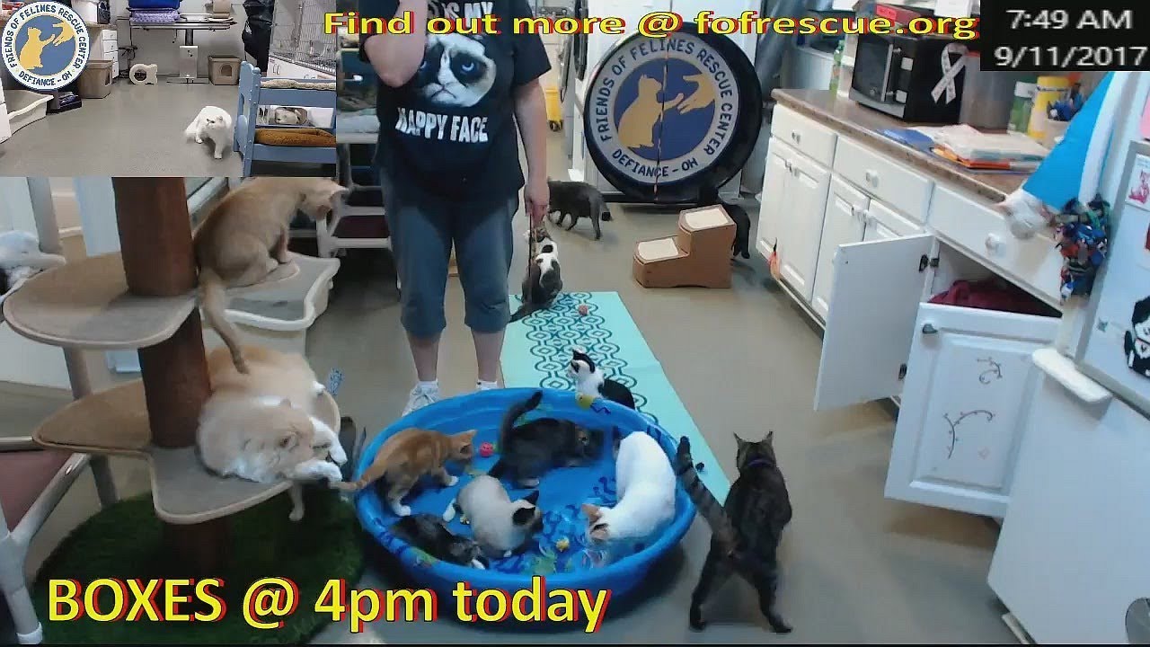 FFRC 20170911 Ramsay+pool+friends