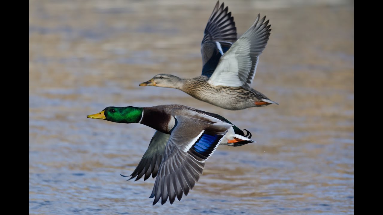 Missouri River Mallards