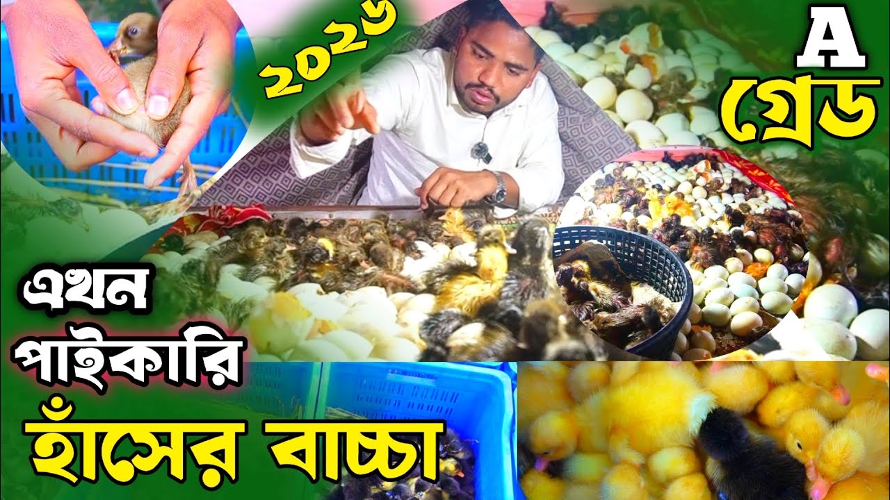 পাইকারি দামে হাঁসের বাচ্চা -- হাঁসের বাচ্চা সংগ্রহ করুন -- সস্তা দামে বাচ্চা সংগ্রহ করুন #খামার 