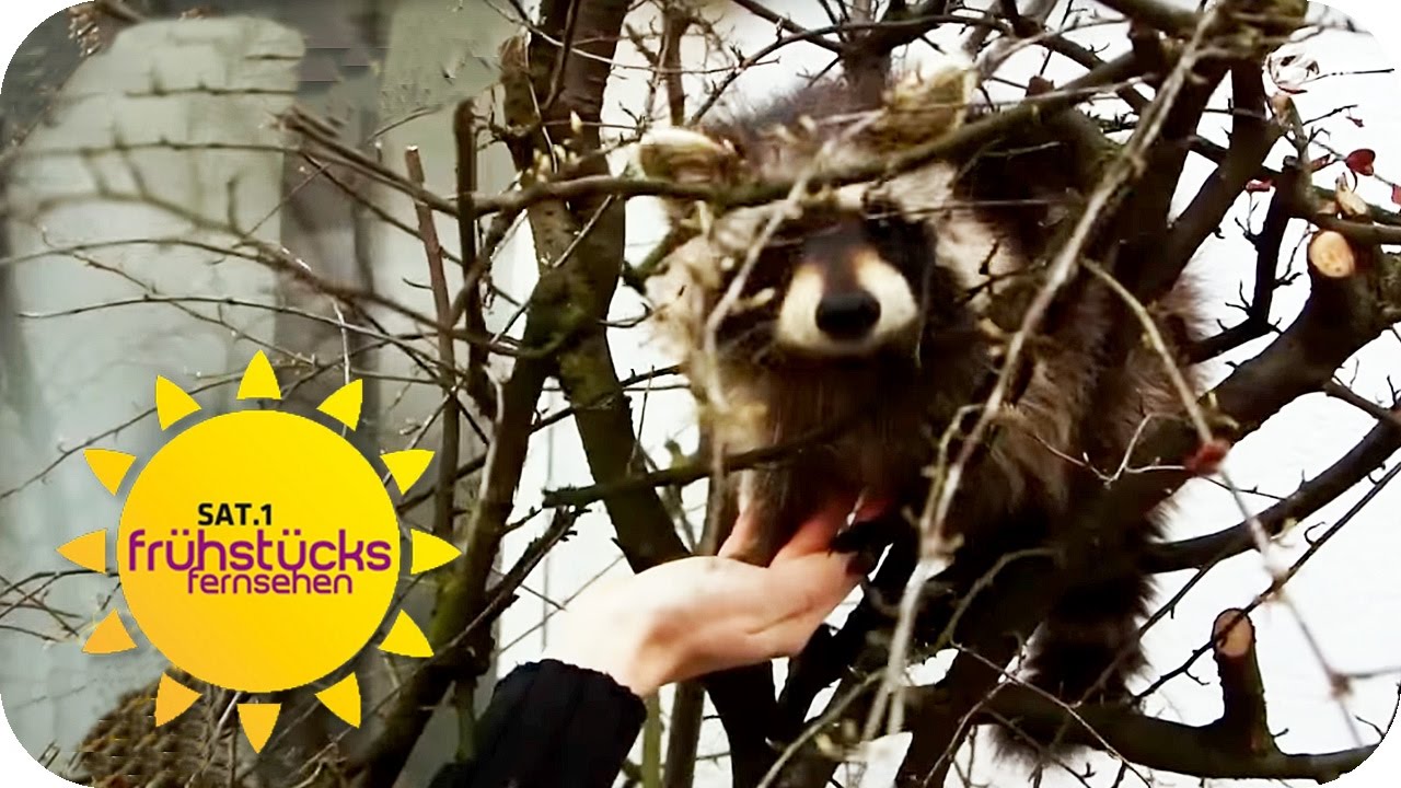 Exotische TIERE in der WOHNUNG: Was ist erlaubt? | SAT.1 Frühstücksfernsehen | TV