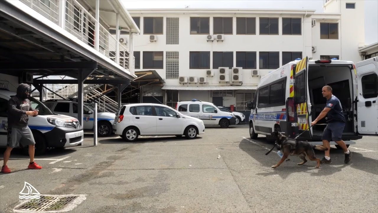 Dans les coulisses de la brigade cynophile de la Police Municipale de Nouméa