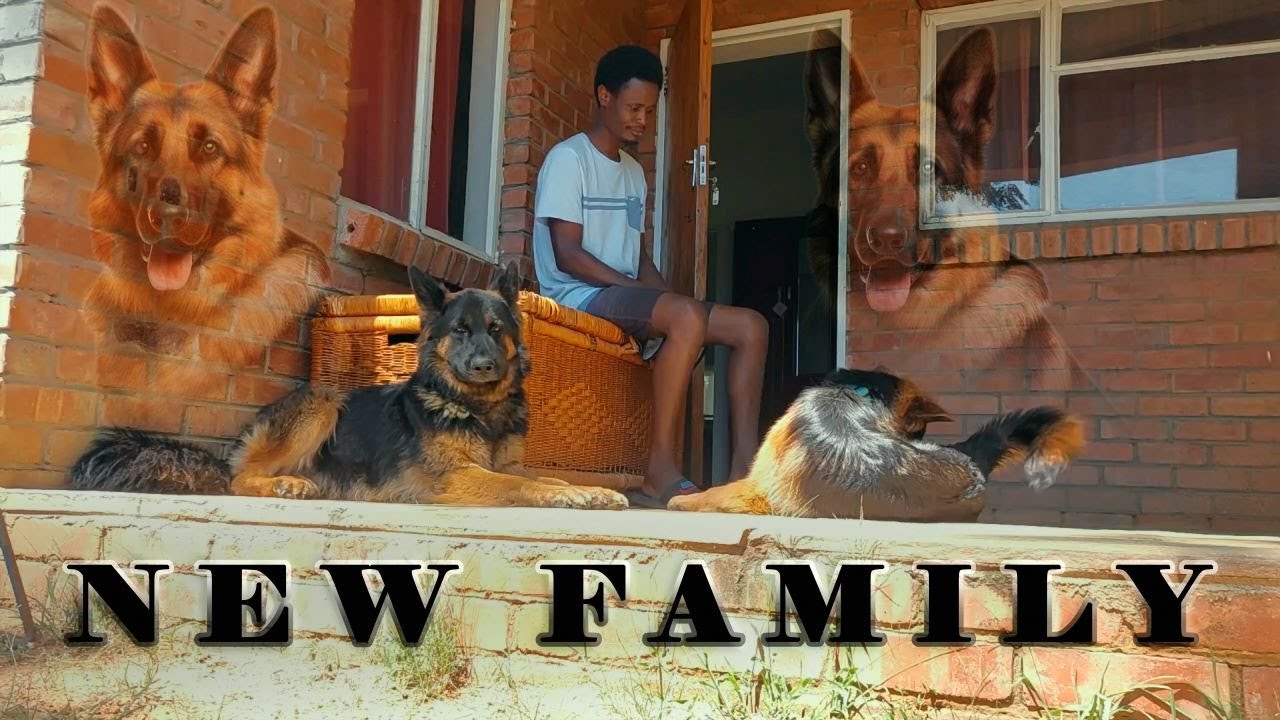 The Loyal Companion | German Shephard Dogs