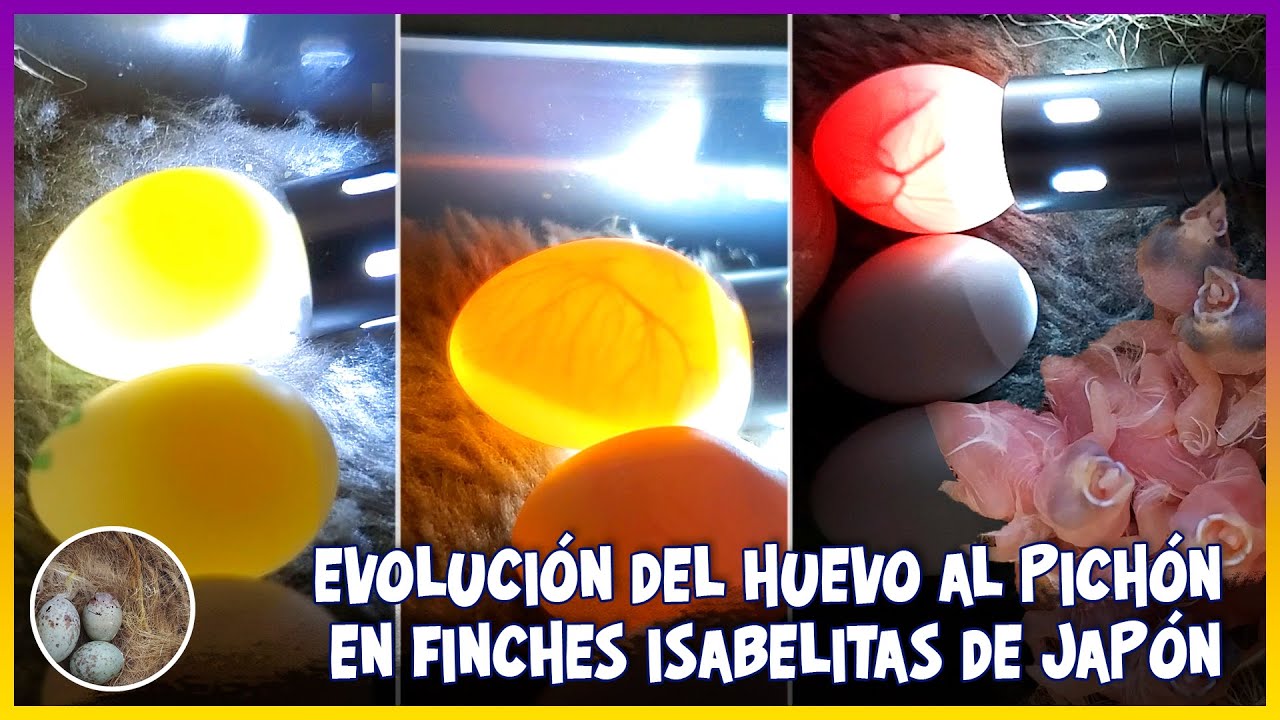 ISABELITAS DE JAPÓN🦜(como conocer los huevos fecundados) EVOLUCIÓN DEL HUEVO AL PICHÓN EN FINCHES