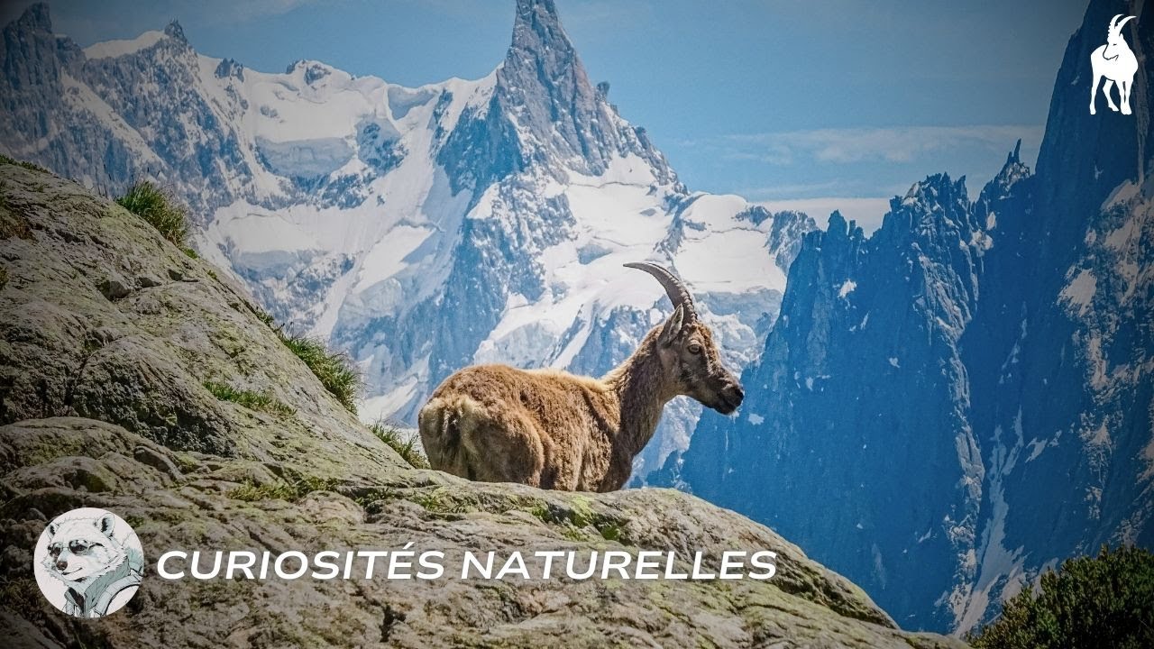 Curiosités incroyables sur le bouquetin