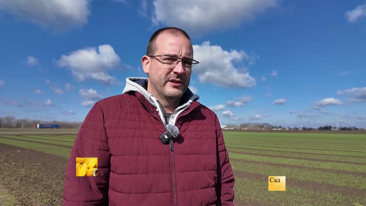 STRNA ZITA U VOJVODINI - PRIHRANA SAD