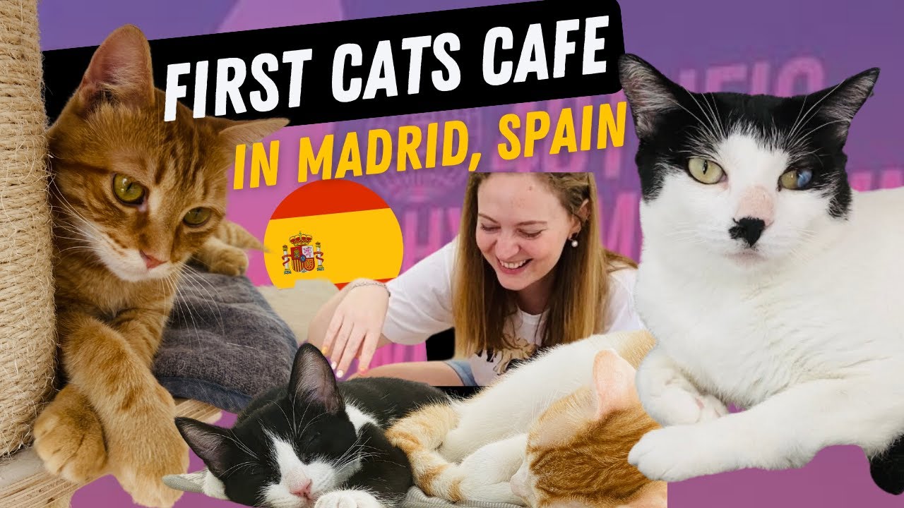 FIRST CATS CAFE IN MADRID CITY CENTER  I La Gatoteca
