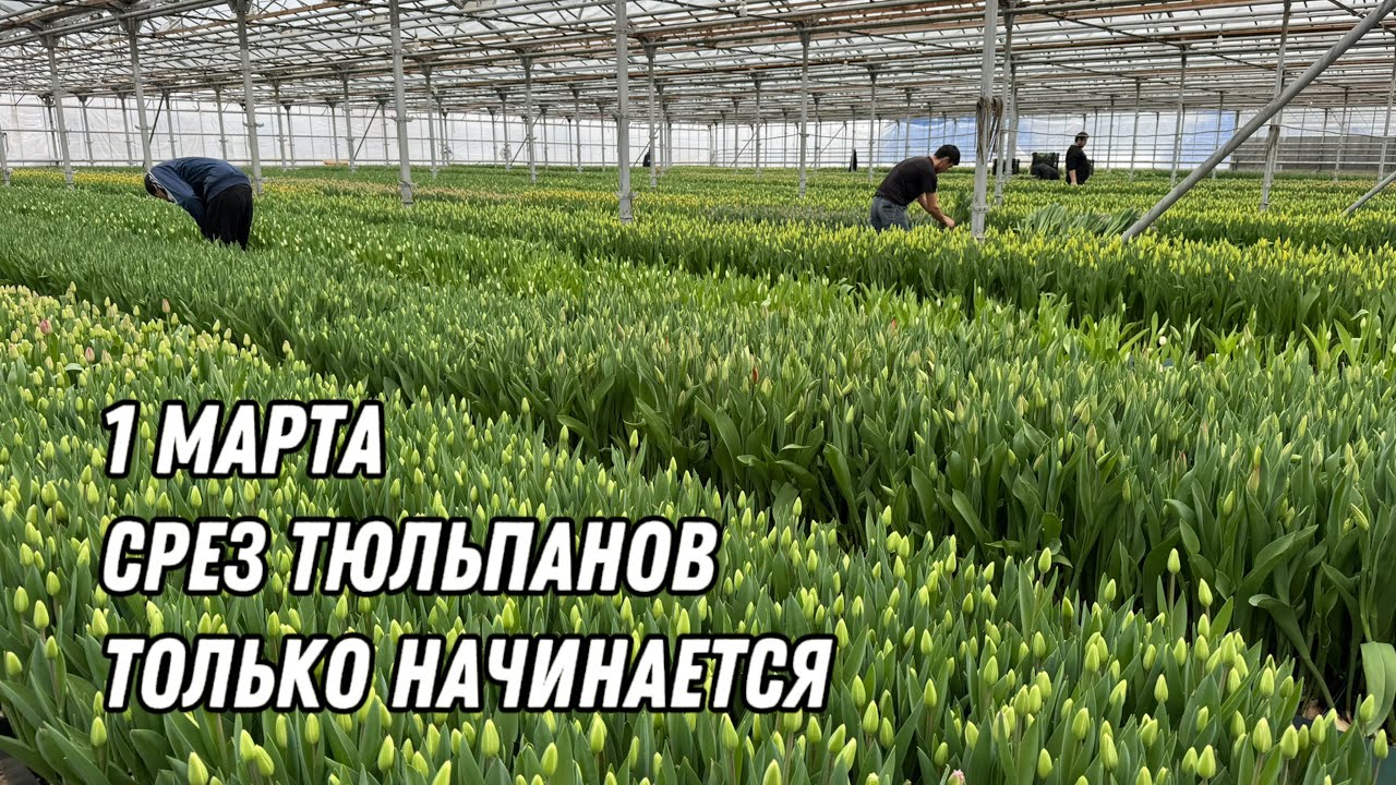 Катастрофа!!! Опоздали со срезом на 2 недели. Состояние тюльпанов на 1 марта