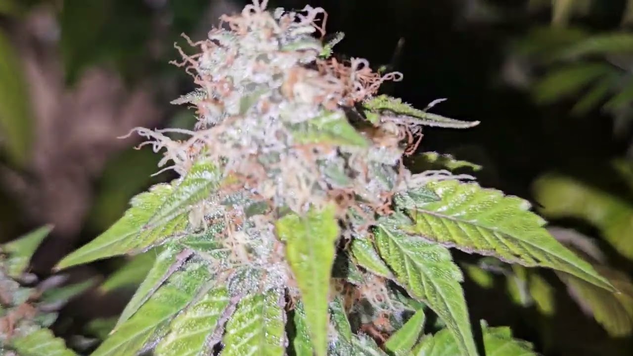best purple strains for 2025