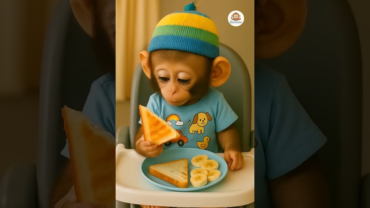 baby monkey eating his breakfast toast and banana🍌😋