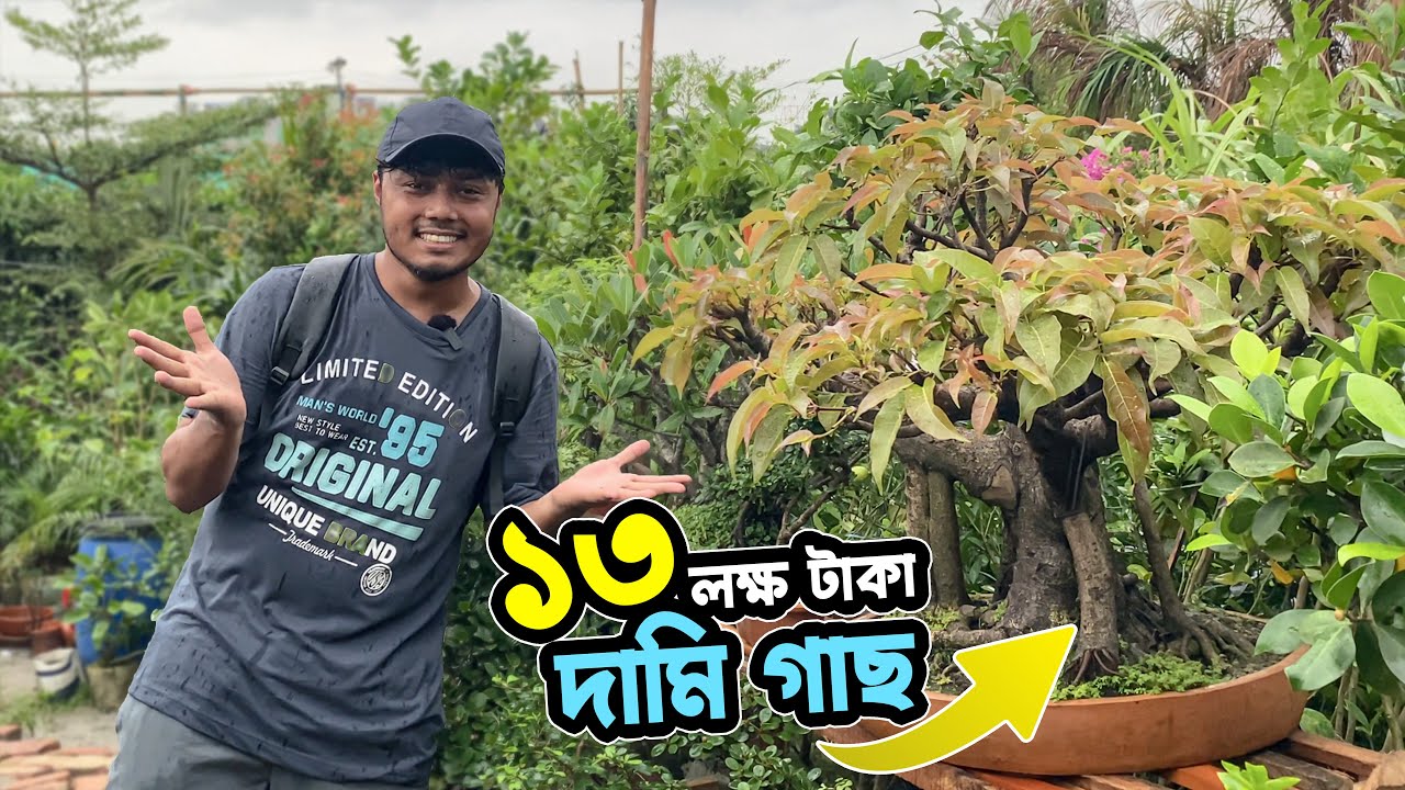 বৃক্ষ মেলায় ১৩ লক্ষ টাকা দামি আম গাছ