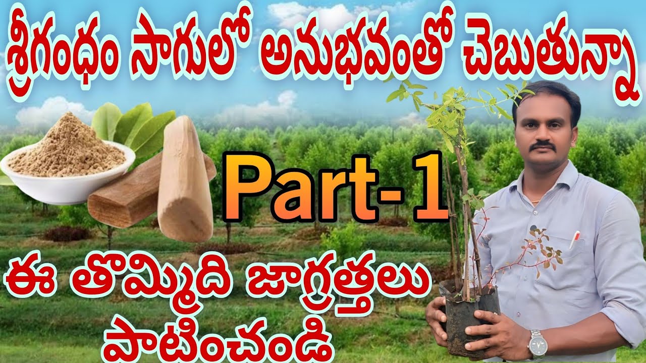 శ్రీగంధం సాగులో ఈ తొమ్మిది జాగ్రత్తలు పాటించండి... అనుభవంతో చెబుతున్నా Part-1
