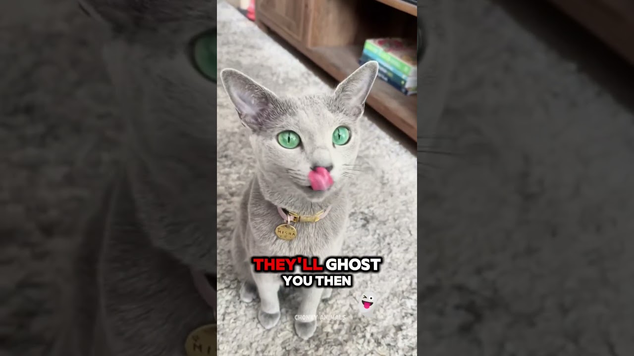 Top 3 Most Independent Cat Breeds in the World 🐾 #cat #catbreed #catlovers #usa