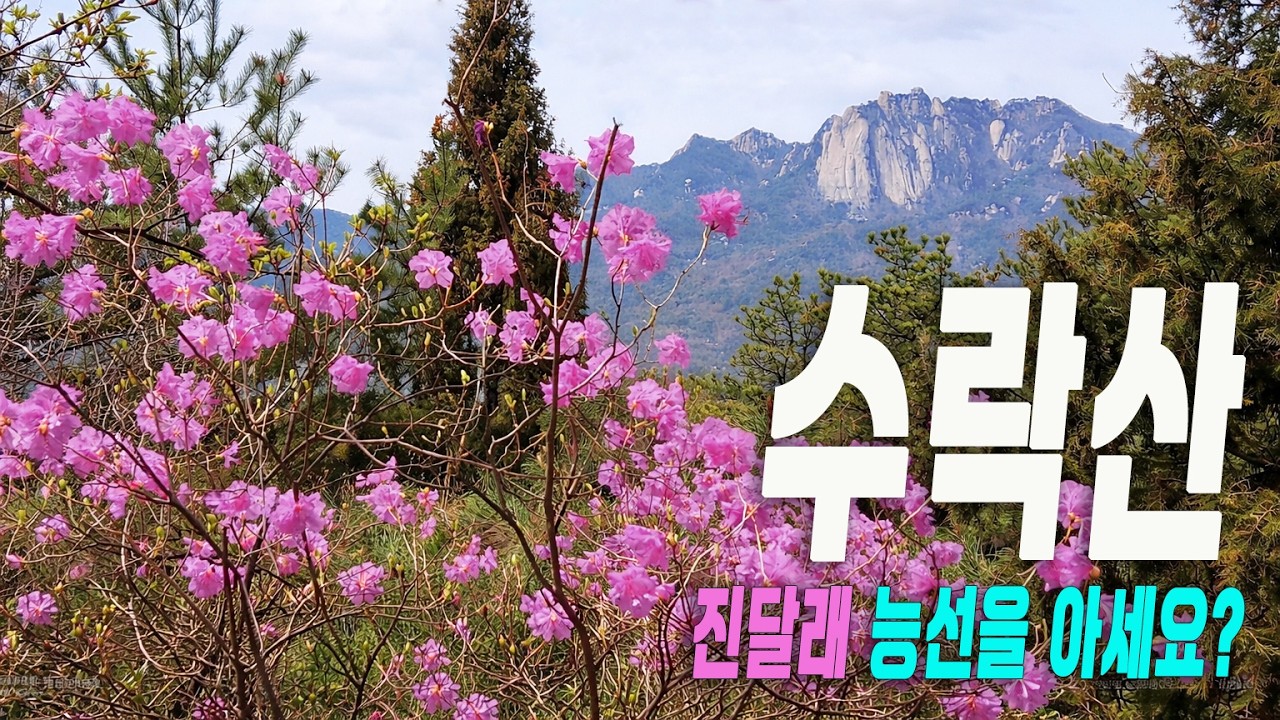 서울 등산 코스 추천!! 수락산 진달래 능선 산행을 강추 합니다!! 만개한 진달래 보러 가세요~ (ft.김치전,막걸리)