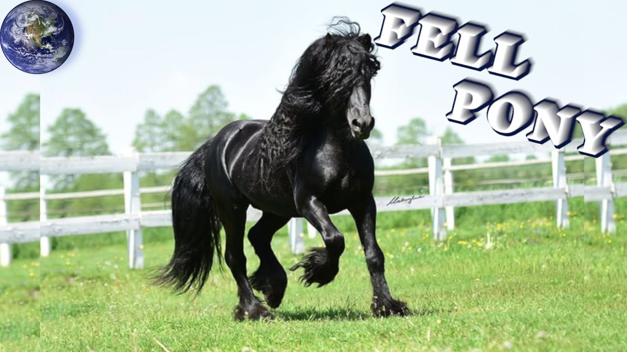 TOP Beautiful Fell Pony in the World!