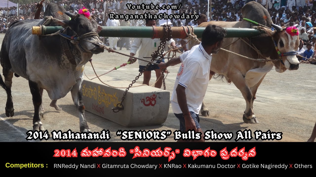 2014 Mahanandi SENIORS Bulls Show All Pairs | 2014 మహానంది 