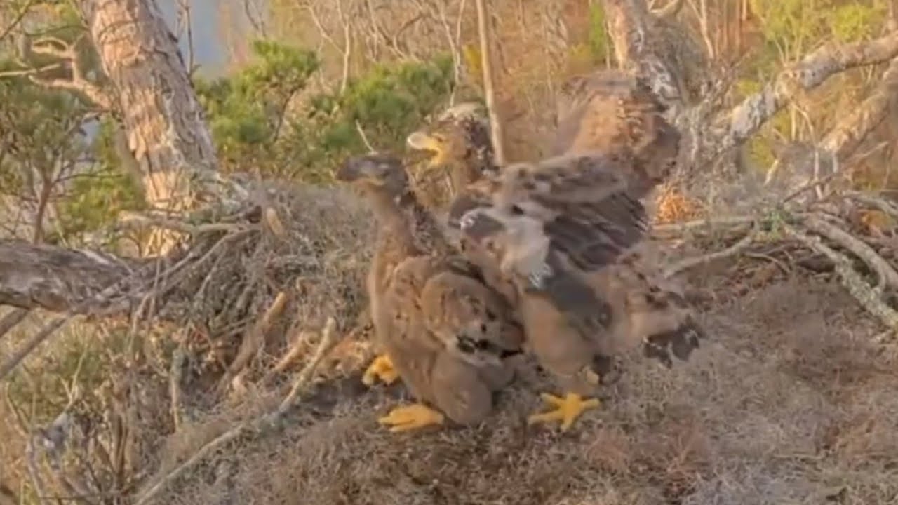 Big eaglet winger behind small eaglet and scared him | Kisatchie National Forest E-3 | Mar 5, 26