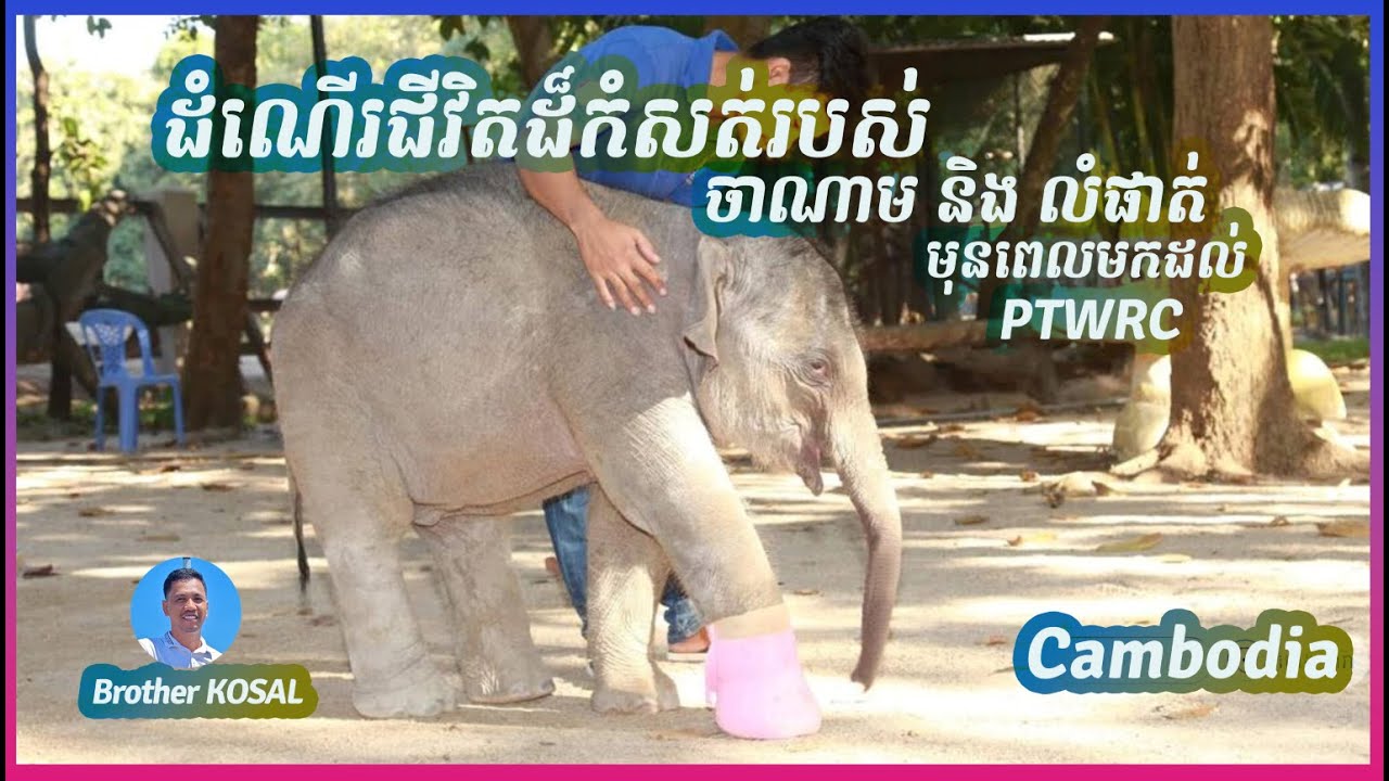 CHANAM & LOMPHAT is Gentle Giants' Young | កូនដំរីកំសត់ចាណាម និងលំផាត់