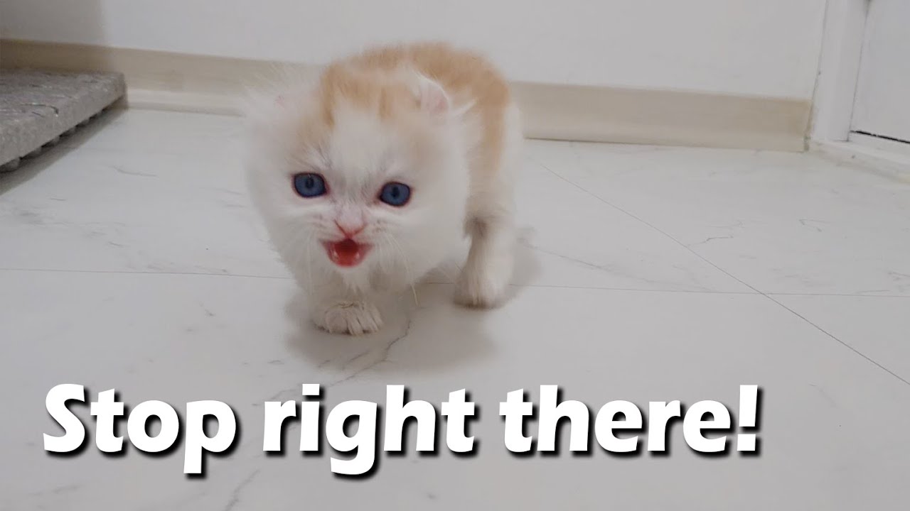 When I Call my Kitten, He Comes to me in Anger