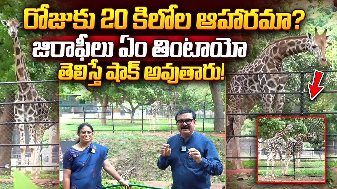 రోజుకు 20 కిలోల ఆహారమా జిరాఫీలు ఏం తింటాయో తెలిస్తే షాక్ అవుతారు!   giraffes Food | iDream