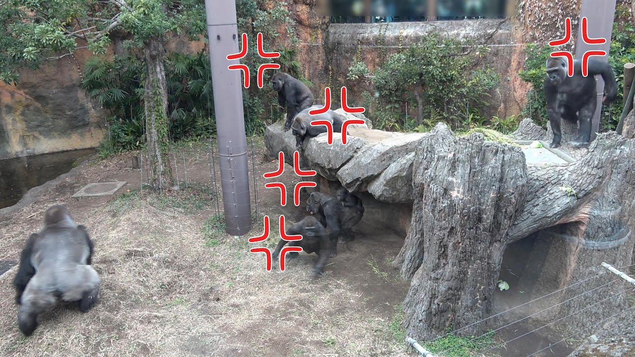 ゴリラ🦍の森の仲間たち　ハオコの襲撃から家族が守ったトトとスモモの強い絆！　上野動物園　2024年2月1日
