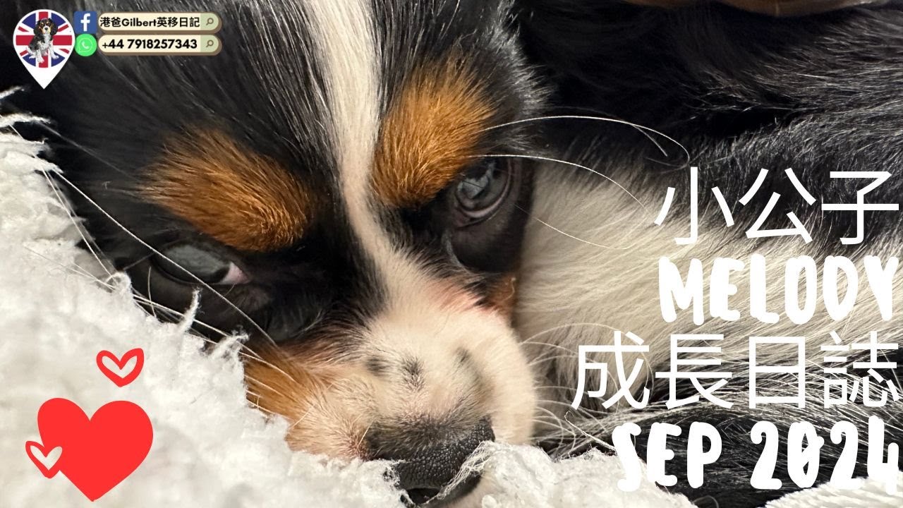小公子Melody成長日誌 SEP 2024 #英國毛孩 #CavalierKingCharles