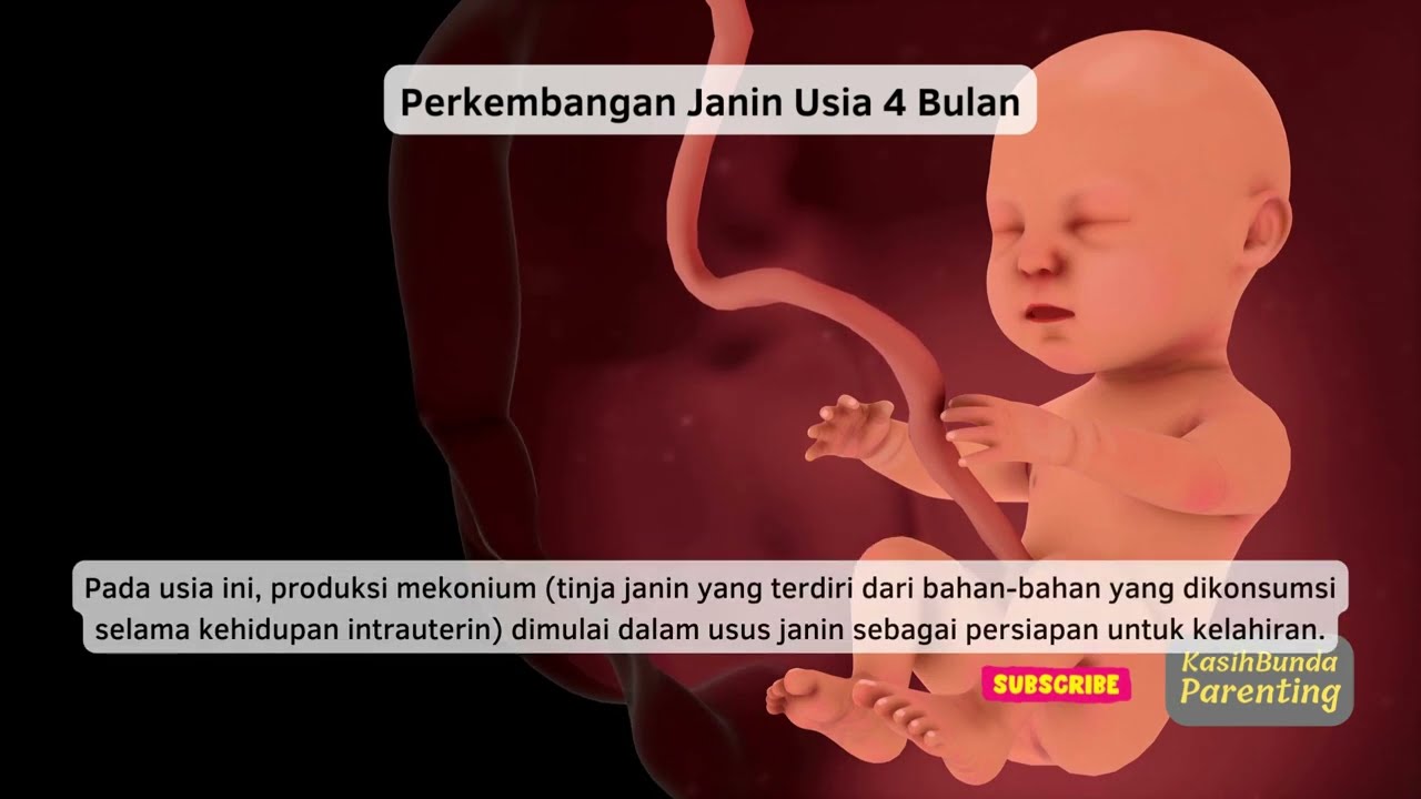 Perkembangan Janin Usia 4 Bulan Lengkap