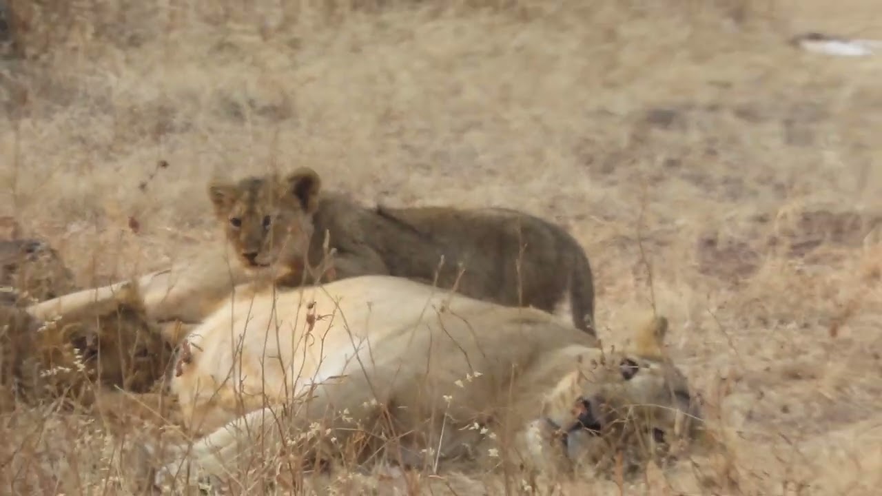 Lions of Gir NP - females & cubs