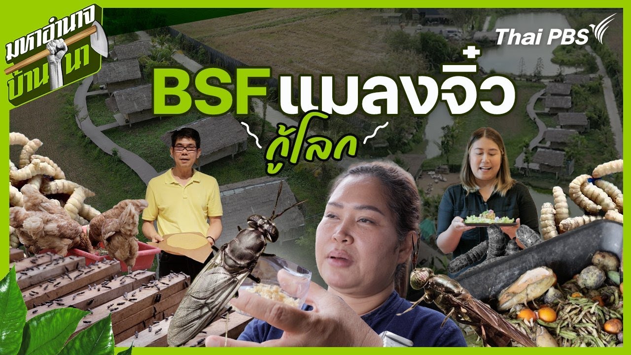 BSF แมลงจิ๋วกู้โลก | มหาอำนาจบ้านนา