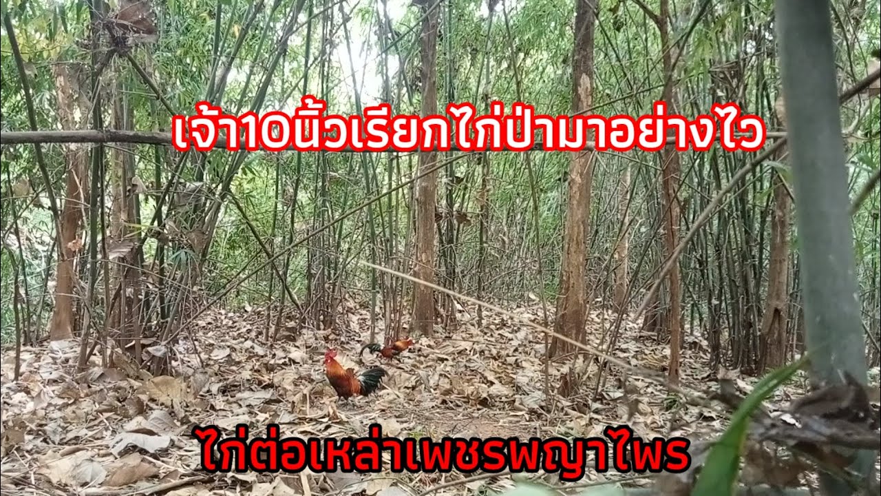 ต่อไก่ป่าหมาย ยอดเขา ไก่ป่าเข้าไวมาก/เจ้า10นิ้ว/ไก่ต่อเหล่าเพชรพญาไพร/หนุ่มบ้านโนน