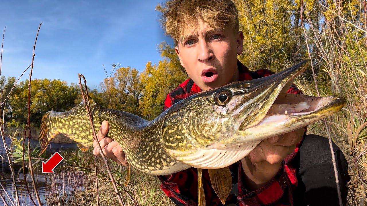 MINNESOTA Fall Pike Fishing my FAVORITE POND!