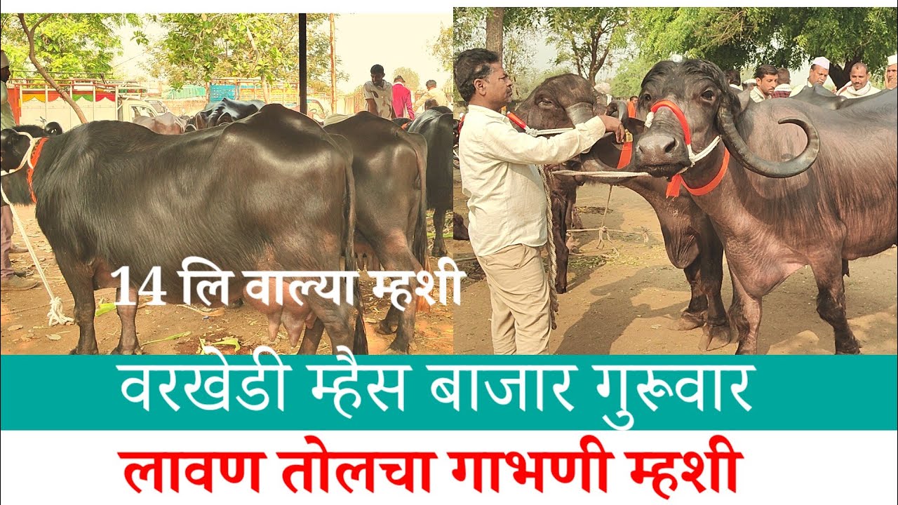 19 फेब्रुवारी वरखडी म्हैस बाजार | Varkhadi Mahis Bajar | Buffelo Market India | म्हैस बाजार | म्हैस