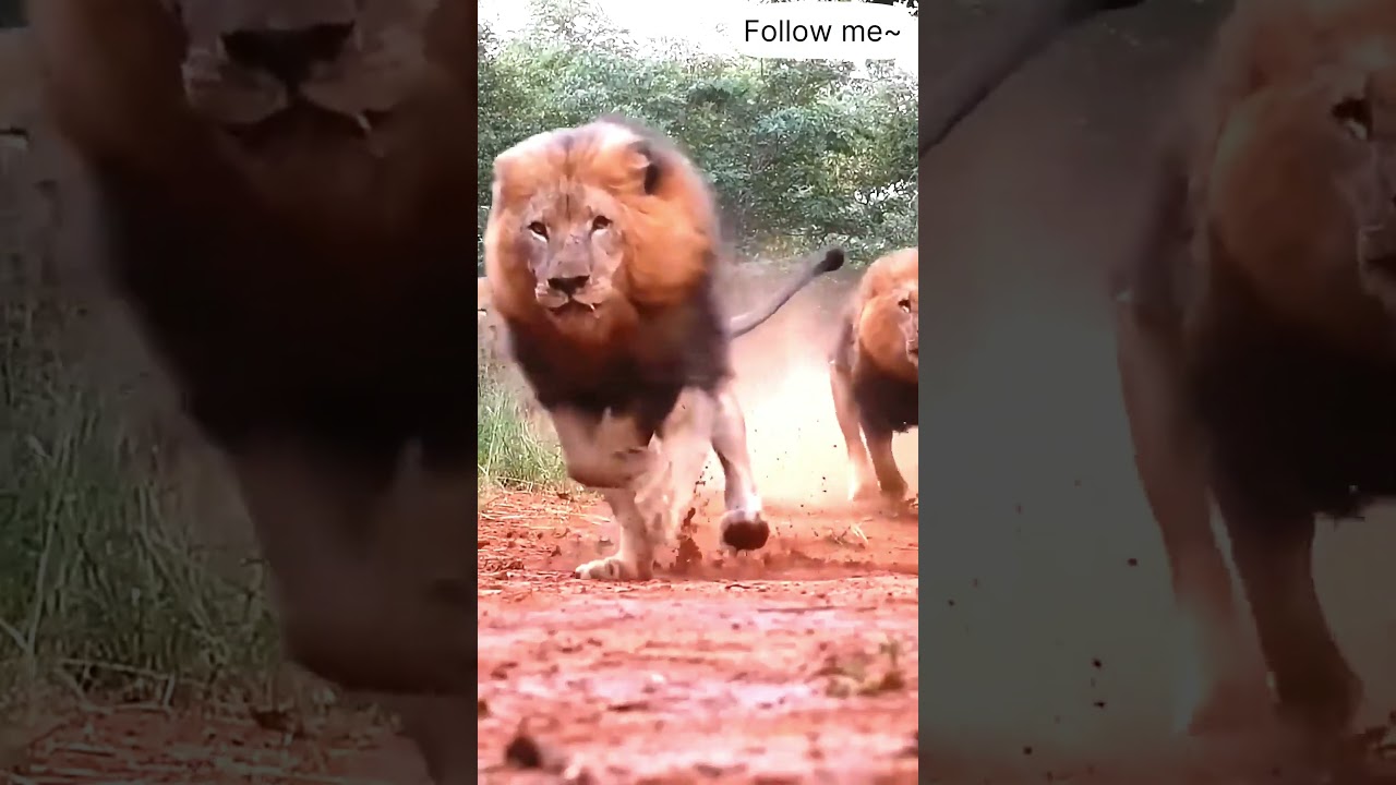 Attack of lion 