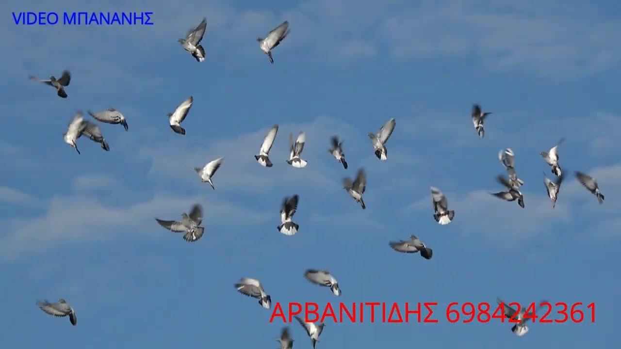 ΑΡΒΑΝΙΤΙΔΗΣ ΣΥΛΟΓΟΣ ΒΕΡΟΙΑΣ 2022