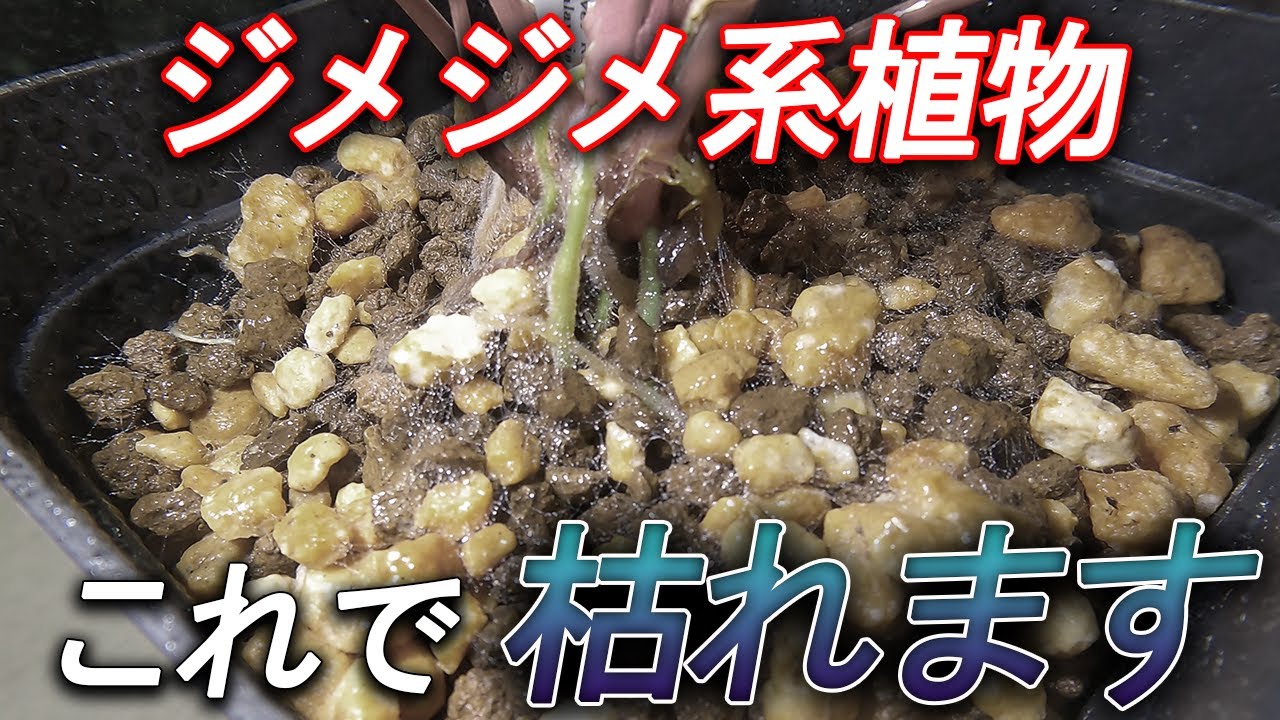 初心者が失敗しやすい「肥料」の話【ホマロメナ】【熱帯雨林植物】